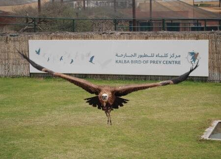 Kalba Bird of Prey Centre Sharjah: Location, Timings & more - MyBayut